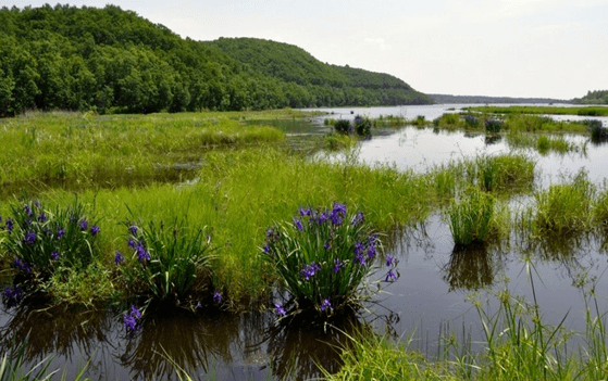 怎樣治理河道水草垃圾